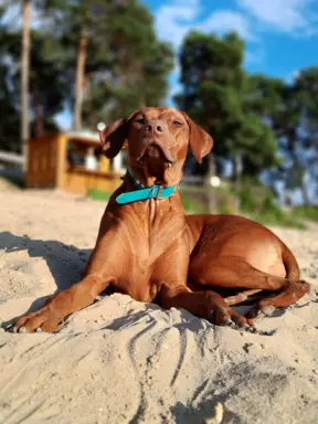 Miot "RA" - 14 Szczeniąt - Rhodesian Ridgeback -Hodowla ZKwP 8