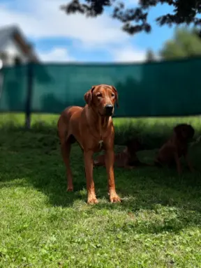Miot "RA" - 14 Szczeniąt - Rhodesian Ridgeback -Hodowla ZKwP 9