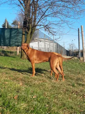 Miot "RA" - 14 Szczeniąt - Rhodesian Ridgeback -Hodowla ZKwP 10