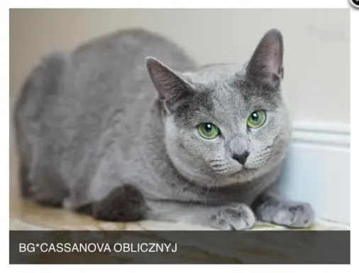 Kocurek Rosyjski Niebieski 7