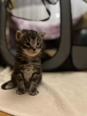 Kotki Maine Coon 2