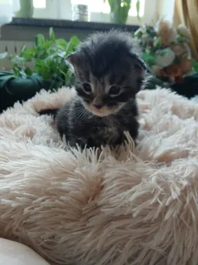 Kotki Maine Coon 3