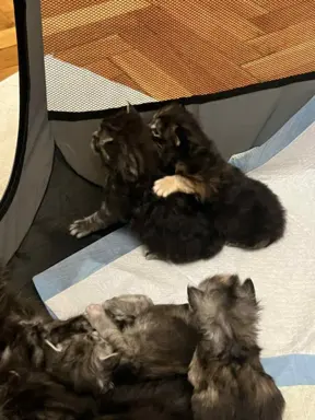 Kotki Maine Coon 4