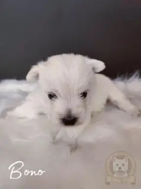 Szczenięta rasy west highland white terrier ZKwP 4