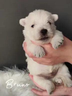 Szczenięta rasy west highland white terrier ZKwP 1