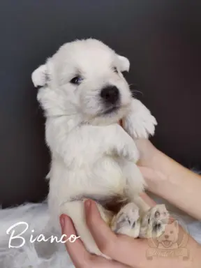 Szczenięta rasy west highland white terrier ZKwP 2