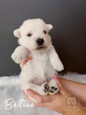 Szczenięta rasy west highland white terrier ZKwP 3