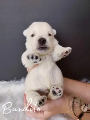 Szczenięta rasy west highland white terrier ZKwP 6