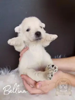 Szczenięta rasy west highland white terrier ZKwP 7