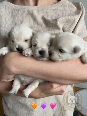 Szczenięta rasy west highland white terrier ZKwP 8