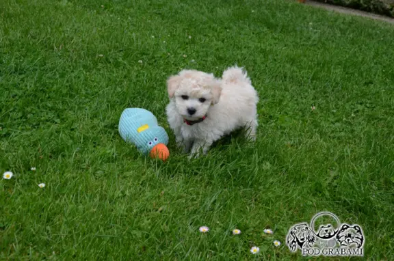 Bichon frise do rezerwacji. 1