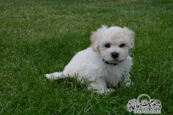 Bichon frise do rezerwacji. 2