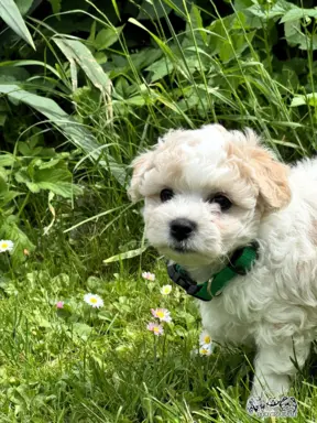 Bichon frise do rezerwacji. 3