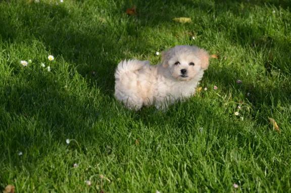 Bichon frise do rezerwacji. 4