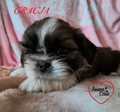 ŚLICZNE DZIEWCZYNY SHIH-TZU, 9