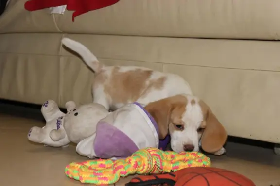 Szczeniaczek Beagle piesek po Championie Polski ZKwP 4