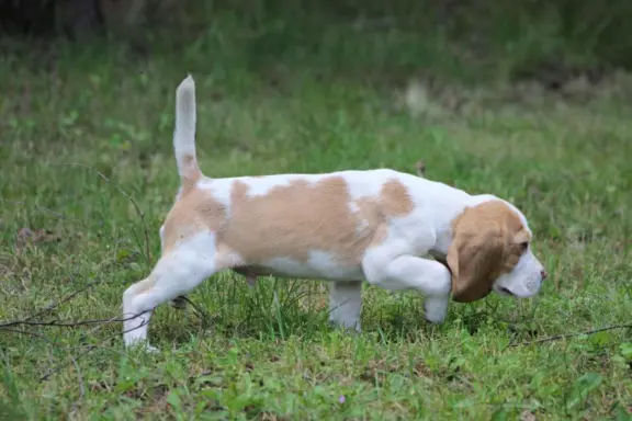 Szczeniaczek Beagle piesek po Championie Polski ZKwP 5