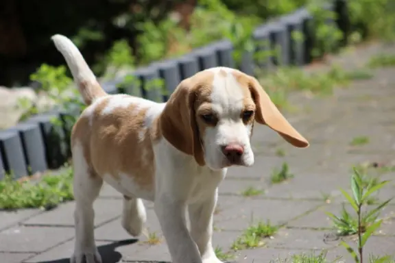 Szczeniaczek Beagle piesek po Championie Polski ZKwP 1