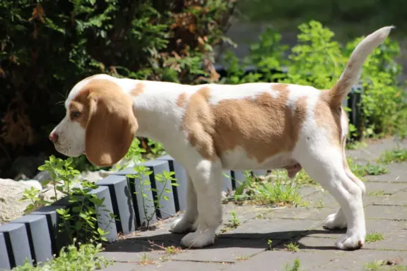 Szczeniaczek Beagle piesek po Championie Polski ZKwP 6