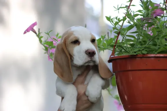 Szczeniaczek Beagle piesek po Championie Polski ZKwP 7