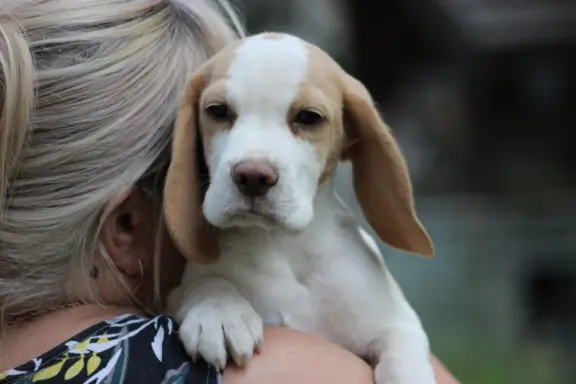 Szczeniaczek Beagle piesek po Championie Polski ZKwP 2