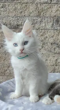 Kocurek Lolek Maine coon słyszący , niebieskie oczy 1