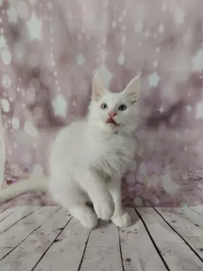 Kocurek Lolek Maine coon słyszący , niebieskie oczy 3