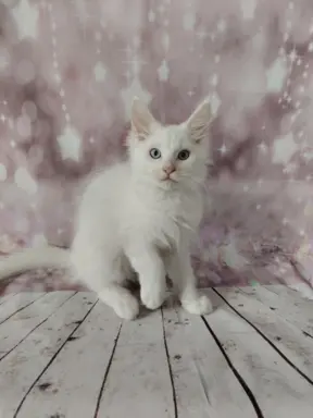 Kocurek Lolek Maine coon słyszący , niebieskie oczy 5
