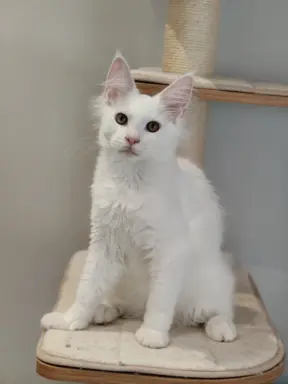 Kocurek Killi Maine coon - słyszy 1