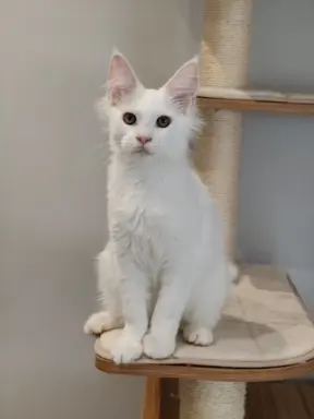 Kocurek Killi Maine coon - słyszy 3