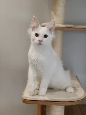 Kocurek Killi Maine coon - słyszy 4