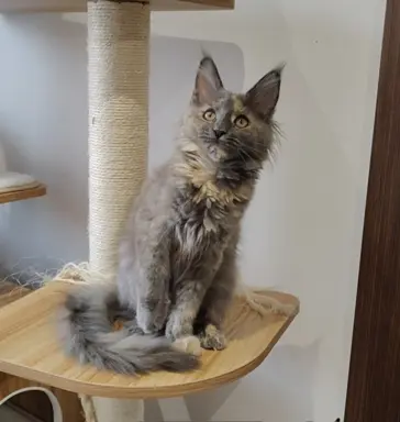 Kotka Lea Maine coon 1