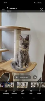 Kotka Lea Maine coon 2