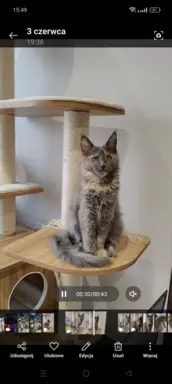 Kotka Lea Maine coon 3