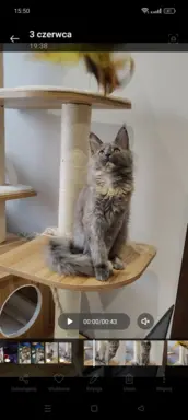 Kotka Lea Maine coon 4