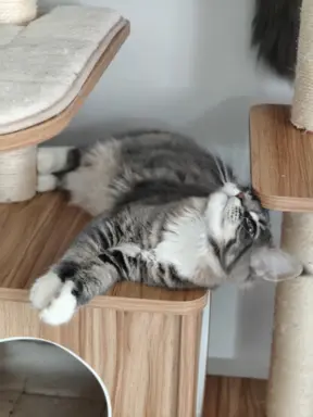 Kotka Kimi Maine coon 1