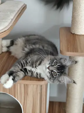 Kotka Kimi Maine coon 2