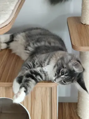 Kotka Kimi Maine coon 3