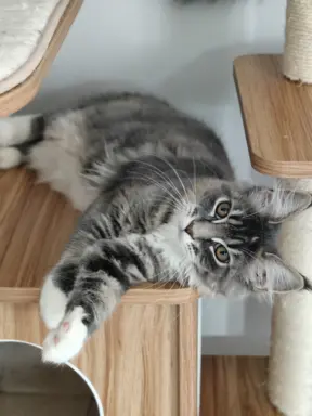Kotka Kimi Maine coon 4