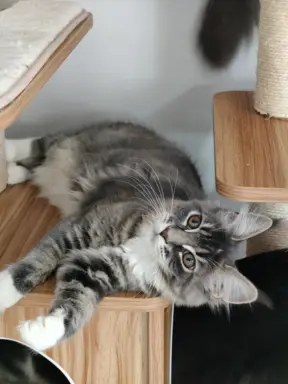 Kotka Kimi Maine coon 5