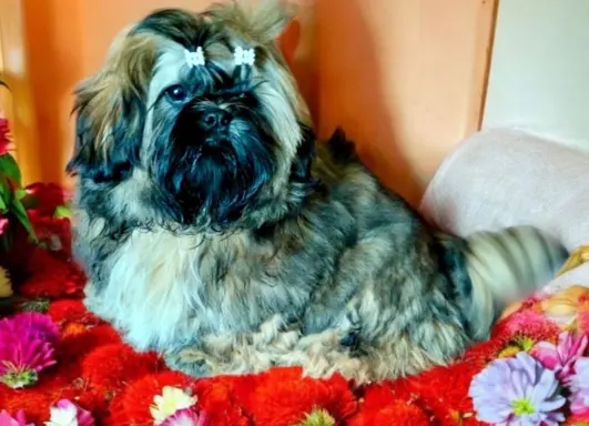 Shih tzu FCI piesek 1