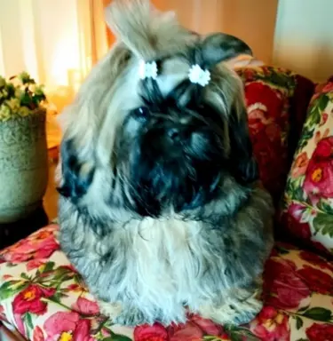 Shih tzu FCI piesek 2