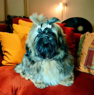 Shih tzu FCI piesek 3