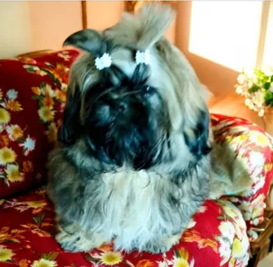 Shih tzu FCI piesek 4