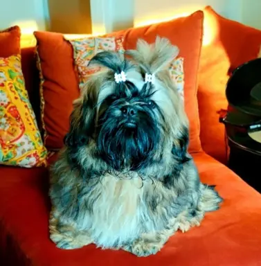Shih tzu FCI piesek 5