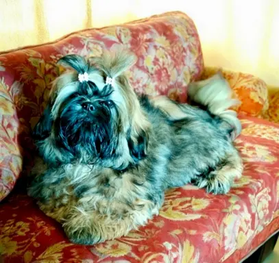 Shih tzu FCI piesek 6