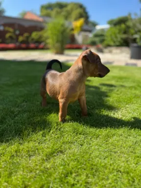 Pinczer miniaturowy BRUNO Z Gangu Rudych Skarpetek FCI 8