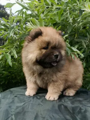 Wzorcowe Chow Chow Czał Czał piękny exterrier rodzice FCI 2