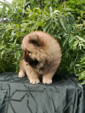 Wzorcowe Chow Chow Czał Czał piękny exterrier rodzice FCI 3