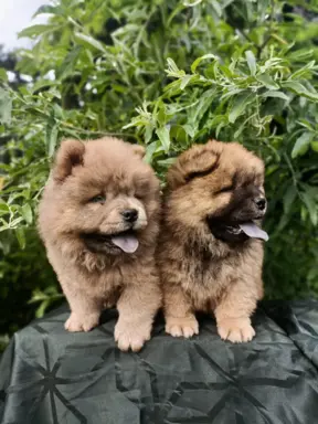Wzorcowe Chow Chow Czał Czał piękny exterrier rodzice FCI 4